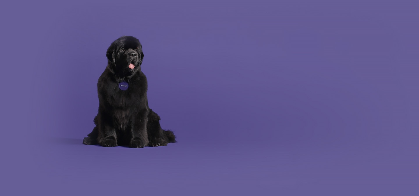 Johnson, un grand et adorable chien Terre-Neuve, est fièrement assis et sourit.